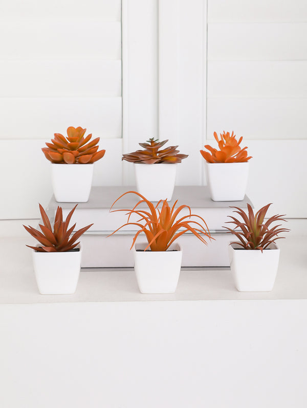 Small Potted Succulent 6pcs/set