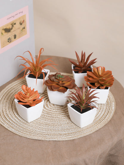 Small Potted Succulent 6pcs/set