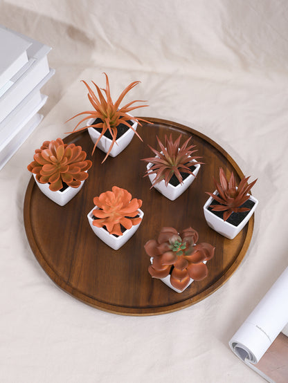 Small Potted Succulent 6pcs/set